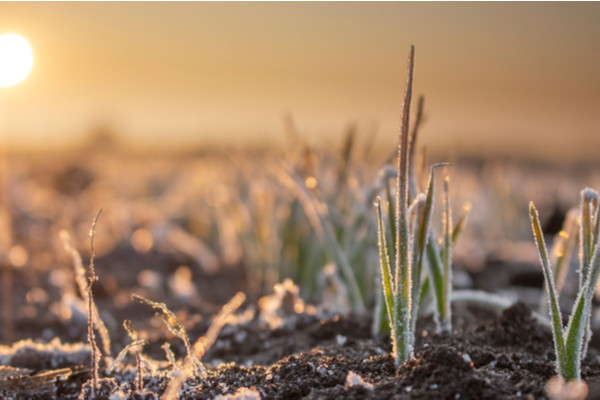 Gel et pertes agricoles : une nouvelle aide financière !