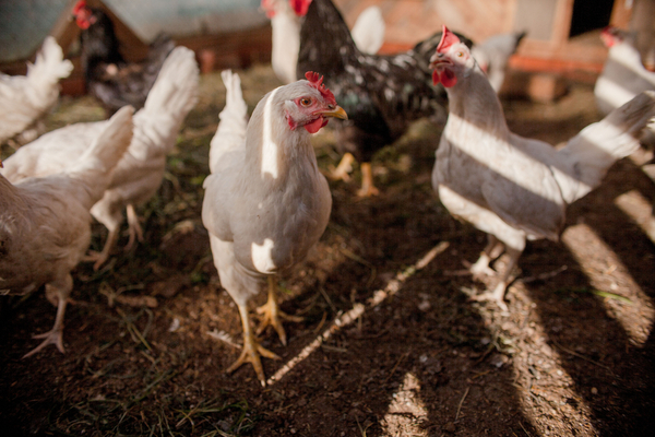 Grippe aviaire : le point au 10 mai 2022