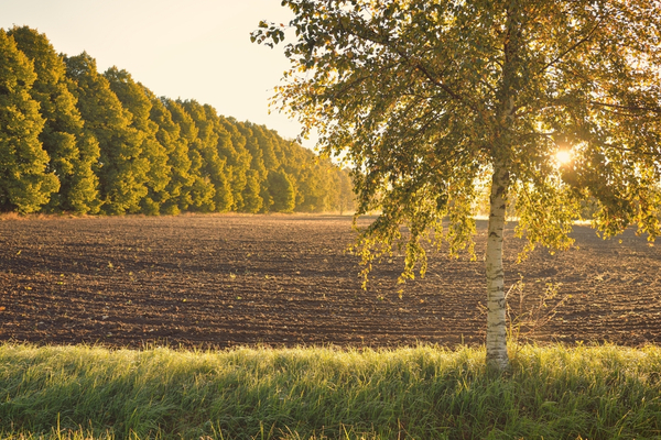 Secteur agricole : une loi pour mieux réguler l’accès au foncier