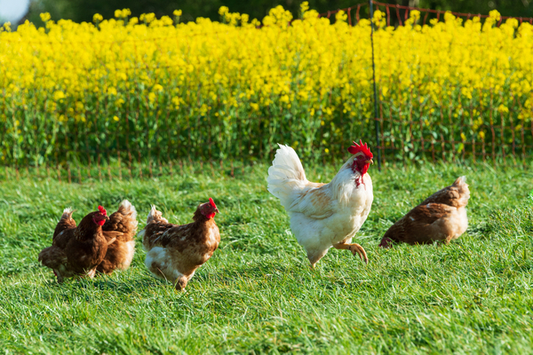 Référent « bien-être animal » : du nouveau pour les élevages de porcs et de volailles