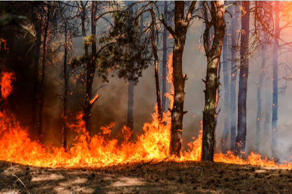 Incendies : mise en place d’une cellule dédiée