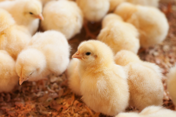 Fin de l’élimination des poussins mâles : le calendrier est tenu