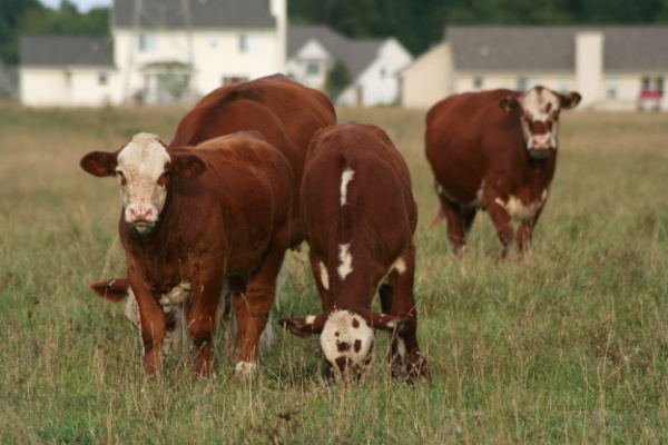 PLU et zonage agricole : vers la création d’un ordre de priorité ?