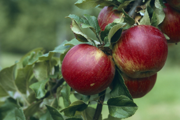 Arboriculture : vers une interdiction du captan ?