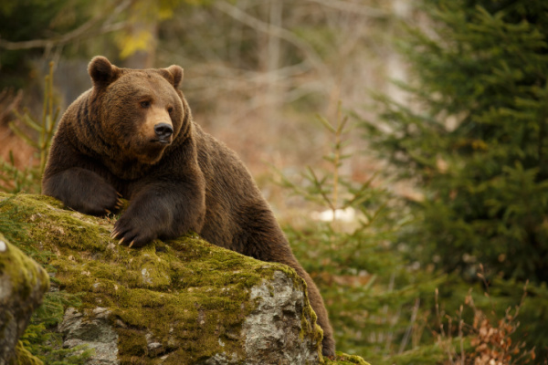 Effarouchement des ours bruns dans les Pyrénées : quelles règles ? 