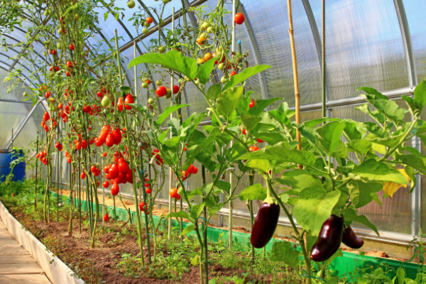 Légumes d’été sous serres chauffées : attention à la date de vente !