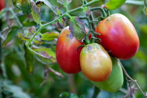 Virus de la tomate : un renforcement des mesures de protection