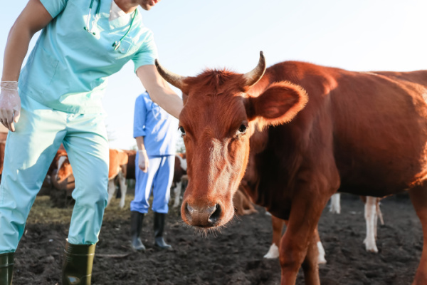 Agriculteurs : le dispositif d’indemnisation pour la MHE évolue